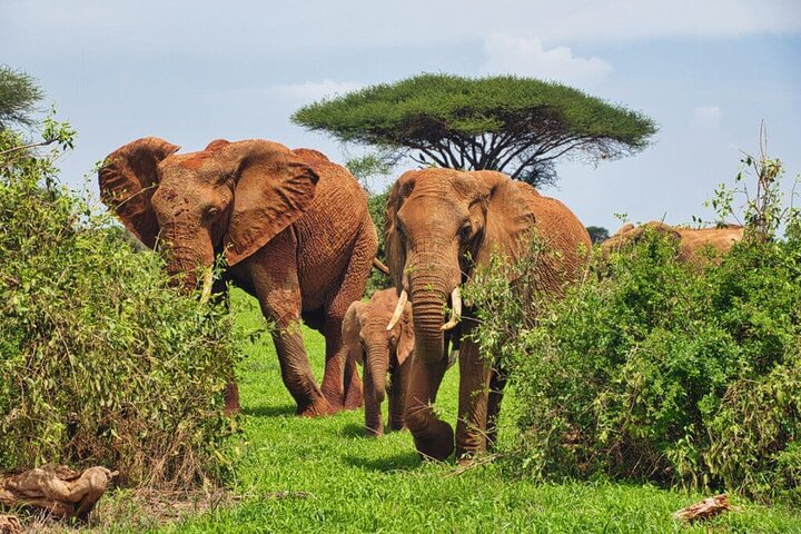 Overnight Tour Experience to Tsavo East National Park