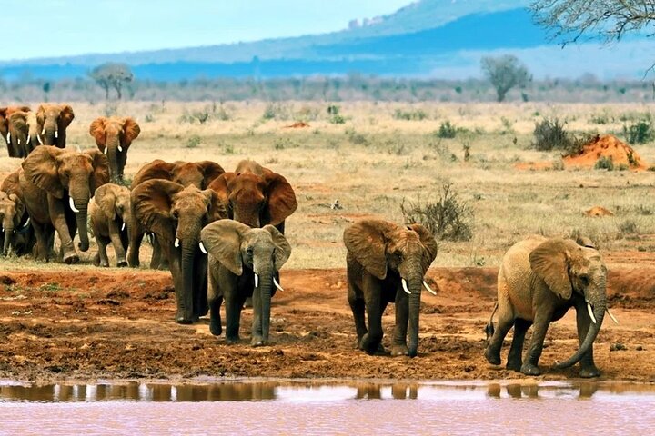 Overnight Tour Experience to Tsavo East National Park