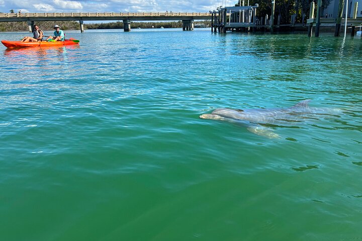 Bonita Springs Eco Kayak Tour – Best Gear, Premium&Clear Kayaks