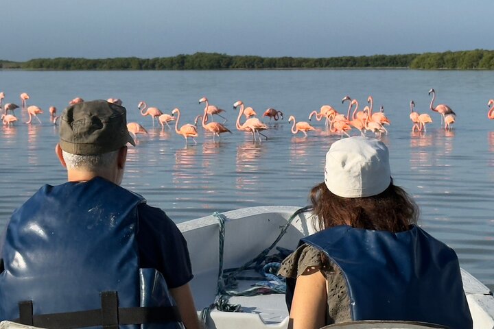 River Lizards and Las Coloradas - Flamencos and Crocodiles Safari plus