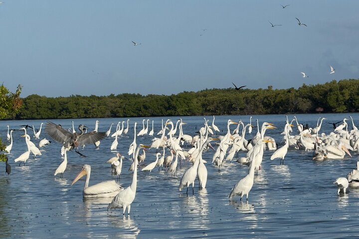 River Lizards and Las Coloradas - Flamencos and Crocodiles Safari plus