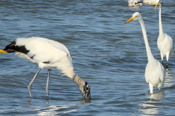River Lizards and Las Coloradas - Flamencos and Crocodiles Safari plus
