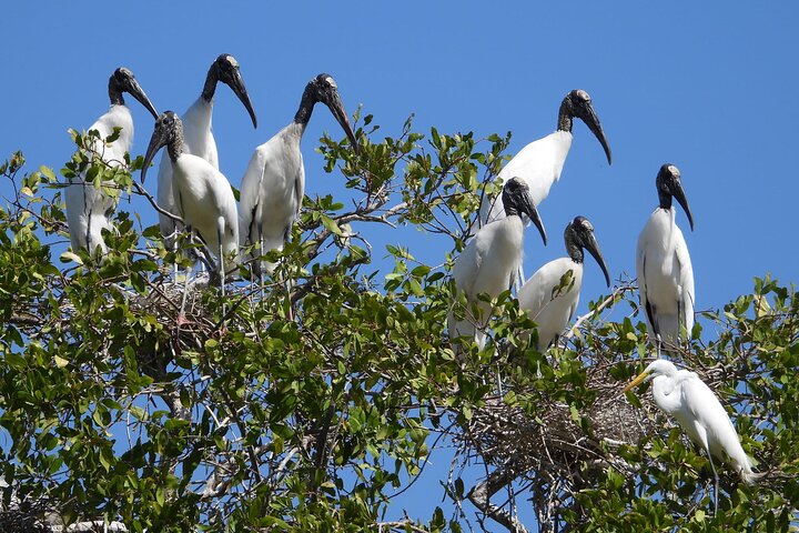 River Lizards and Las Coloradas - Flamencos and Crocodiles Safari plus