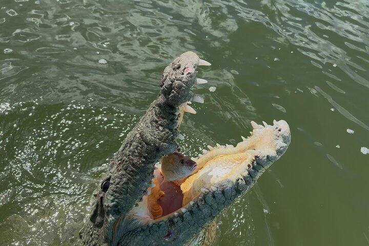 River Lizards and Las Coloradas - Flamencos and Crocodiles Safari plus