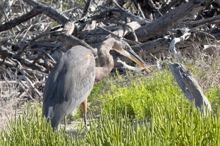 River Lizards and Las Coloradas - Flamencos and Crocodiles Safari plus