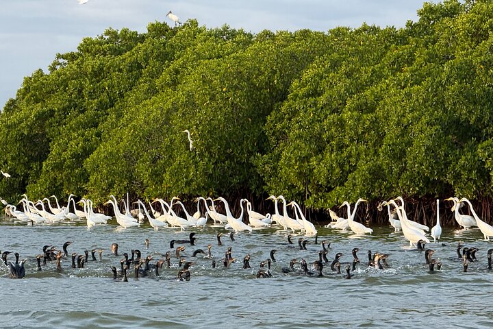 River Lizards and Las Coloradas - Flamencos and Crocodiles Safari plus