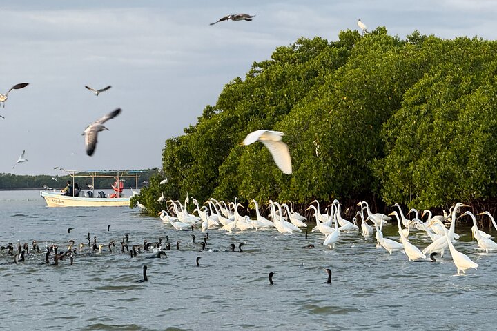 River Lizards and Las Coloradas - Flamencos and Crocodiles Safari plus
