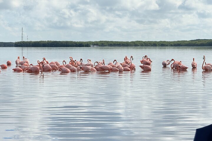 River Lizards and Las Coloradas - Flamencos and Crocodiles Safari plus