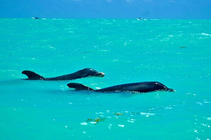 River Lizards and Las Coloradas - Flamencos and Crocodiles Safari plus