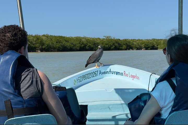 River Lizards and Las Coloradas - Flamencos and Crocodiles Safari plus