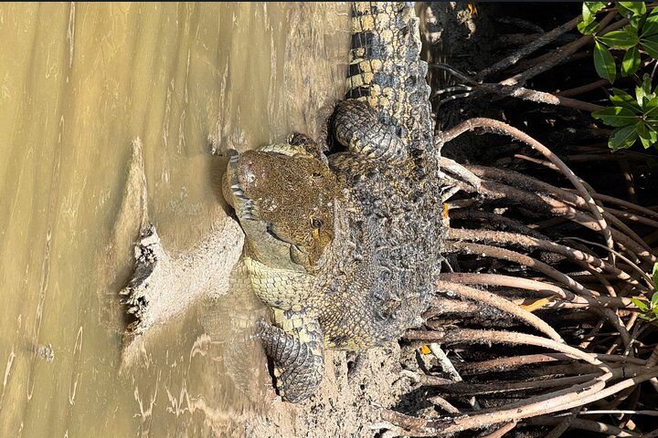 River Lizards and Las Coloradas - Flamencos and Crocodiles Safari plus