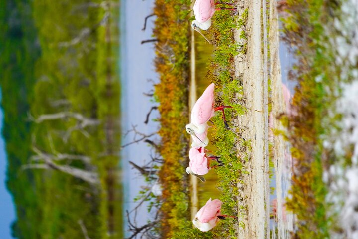 River Lizards and Las Coloradas - Flamencos and Crocodiles Safari plus