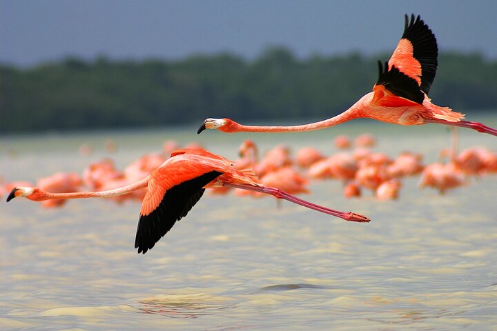 River Lizards and Las Coloradas - Flamencos and Crocodiles Safari plus