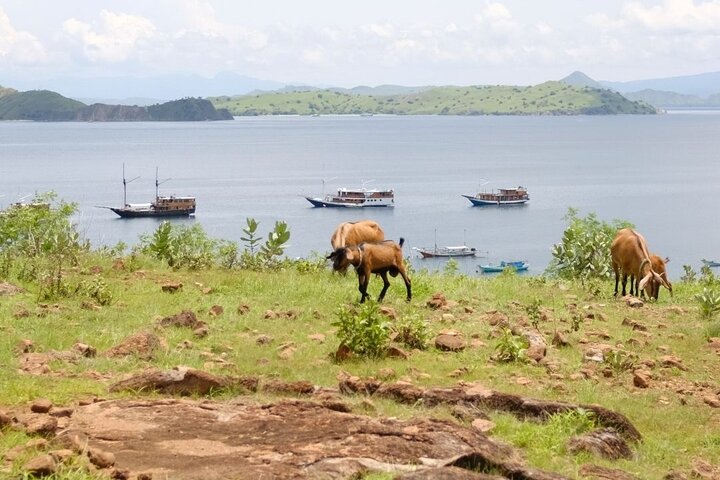 Daily Open Trip Komodo Including Sunset