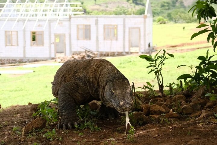 Daily Open Trip Komodo Including Sunset