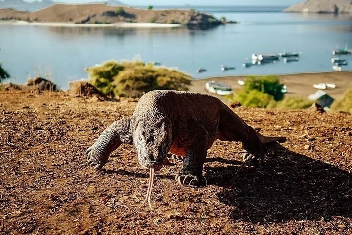 Daily Open Trip Komodo Including Sunset