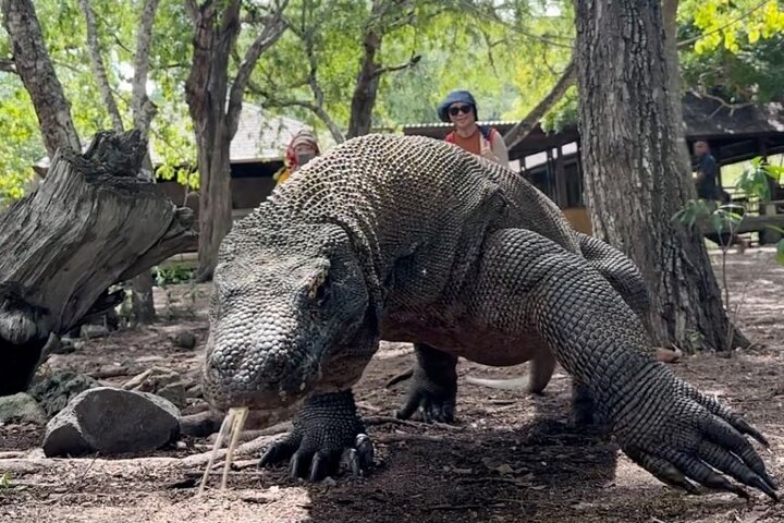 Daily Open Trip Komodo Including Sunset