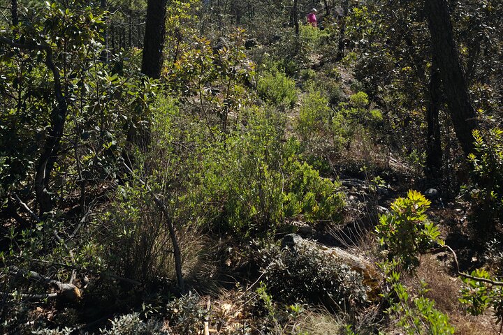 Route to the Peñas Cuatas Science Forest and Adventure