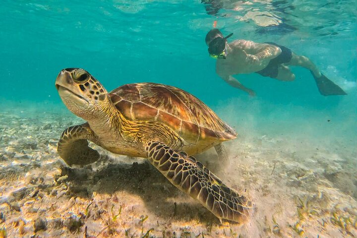 Gili Trawangan Snorkeling with Turtle, BBQ, and Beach Massage