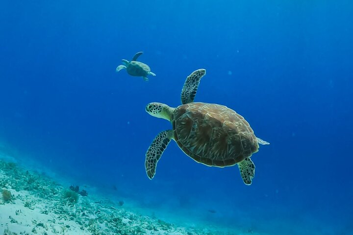 Gili Trawangan Snorkeling with Turtle, BBQ, and Beach Massage