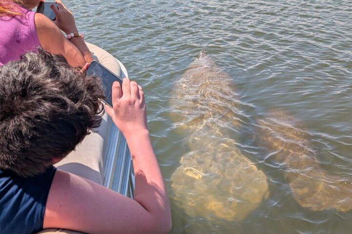 Dolphin and Manatee Boat Tour from Cocoa Beach and Port Canaveral