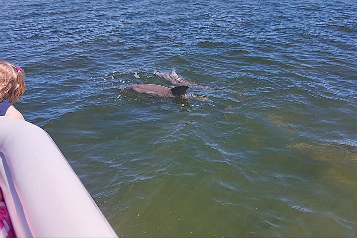 Dolphin and Manatee Boat Tour from Cocoa Beach and Port Canaveral