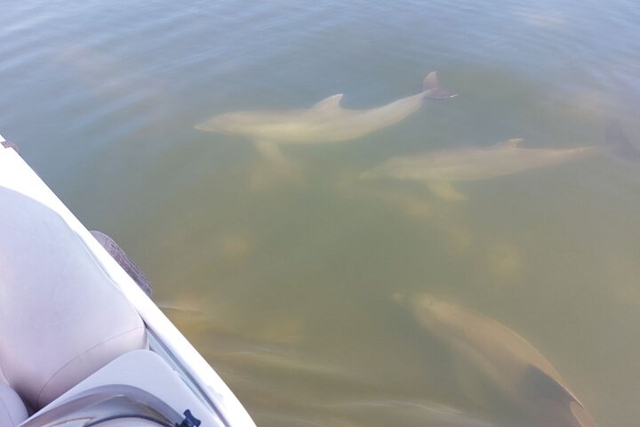 Dolphin and Manatee Boat Tour from Cocoa Beach and Port Canaveral