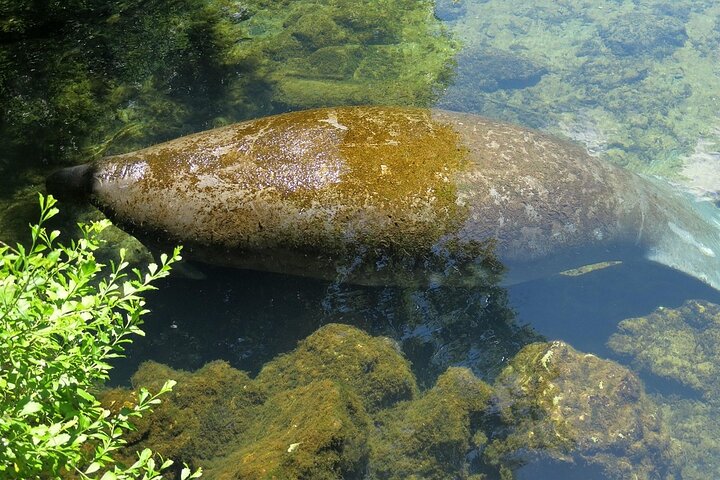 Dolphin and Manatee Boat Tour from Cocoa Beach and Port Canaveral