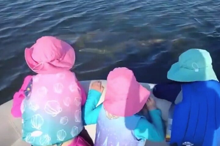Dolphin and Manatee Boat Tour from Cocoa Beach and Port Canaveral