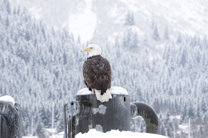 Kenai Fjords and Resurrection Bay Half-Day Wildlife Cruise