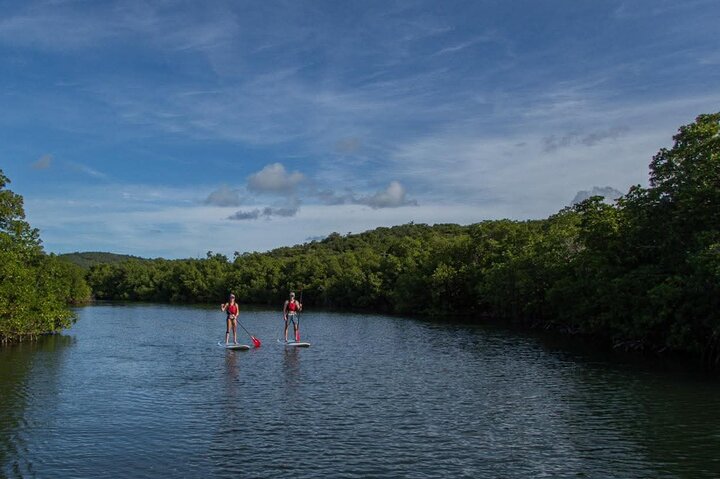 Paddleboarding in the Mangrove