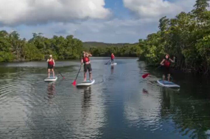 Paddleboarding in the Mangrove