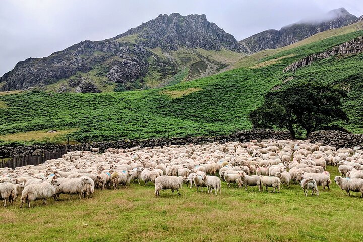 Explore Anglesey and Snowdonia Private Day Tour