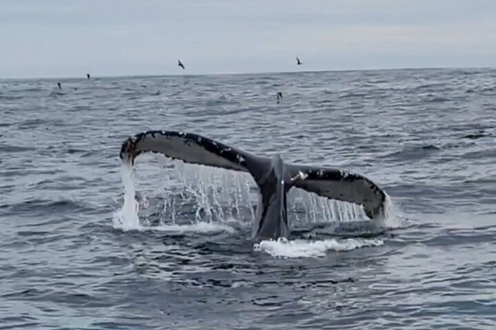 Dingle Boat Tours Wildlife RIB Adventure