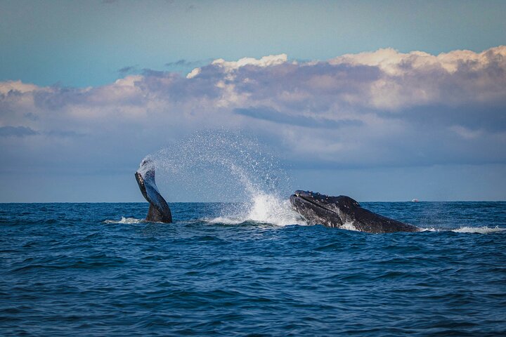 Humpback Whale Watching Tour