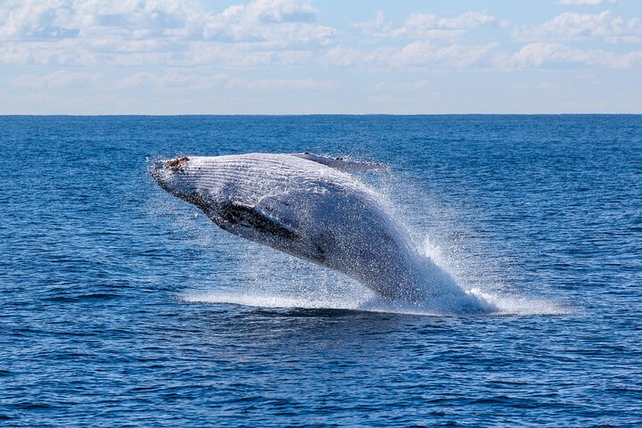 Humpback Whale Watching Tour