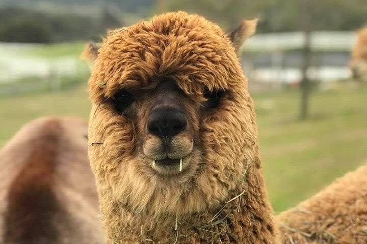Alpaca Walking Adventure in Scenic Carmel Valley