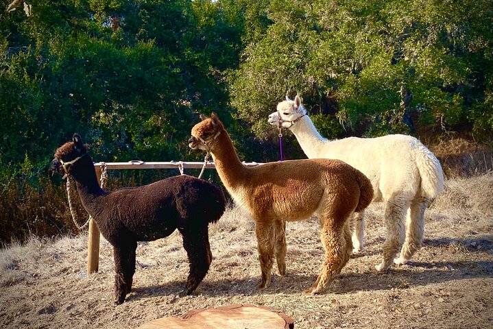 Alpaca Walking Adventure in Scenic Carmel Valley