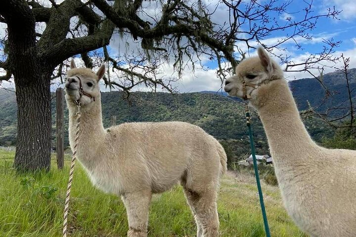 Alpaca Walking Adventure in Scenic Carmel Valley