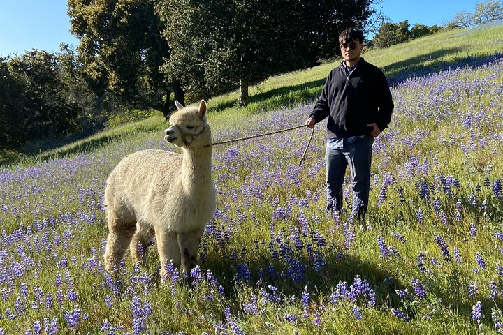 Alpaca Walking Adventure in Scenic Carmel Valley