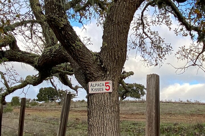 Alpaca Walking Adventure in Scenic Carmel Valley