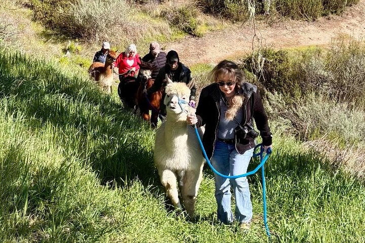Alpaca Walking Adventure in Scenic Carmel Valley