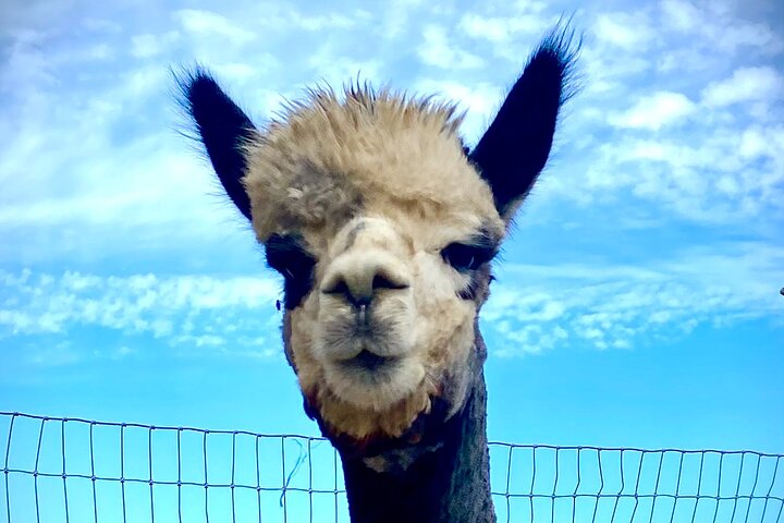 Alpaca Walking Adventure in Scenic Carmel Valley