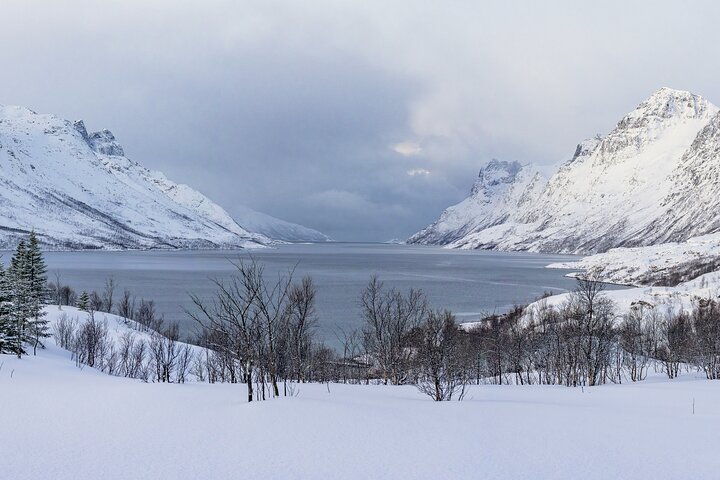 Tromsø: Fjord Adventure Tour with Wildlife and Lunch