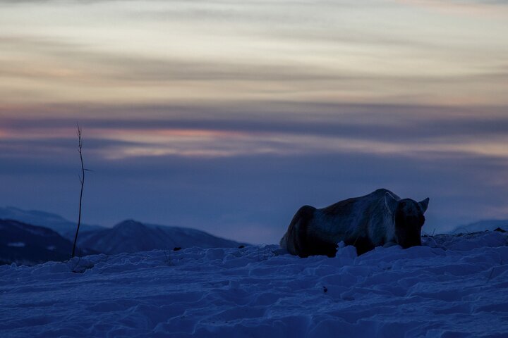 Tromsø: Big Bus Fjord Tour with free photos and wildlife
