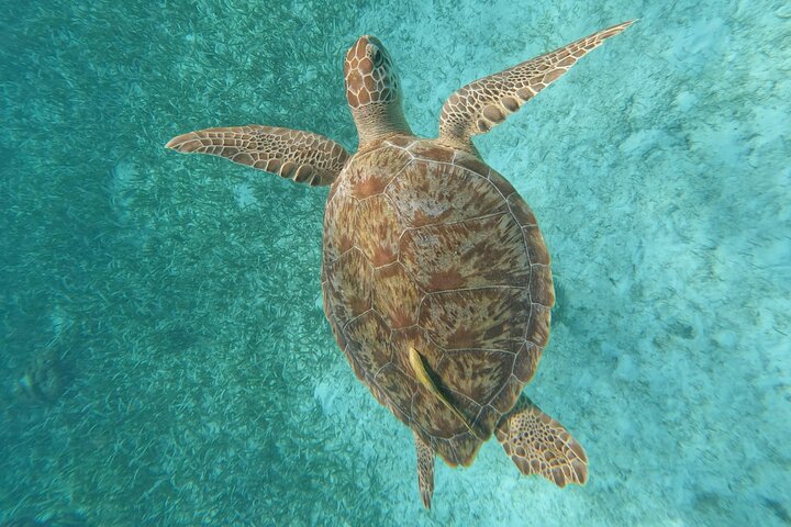 Let's snorkel Hol Chan the Best Marine Reserve in Belize