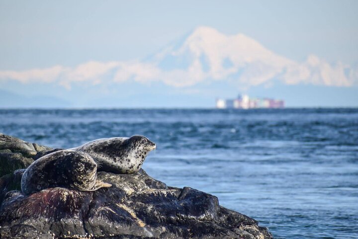 Victoria Whale Watch Tour