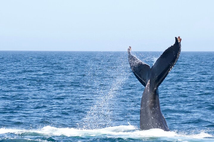 Victoria Whale Watch Tour