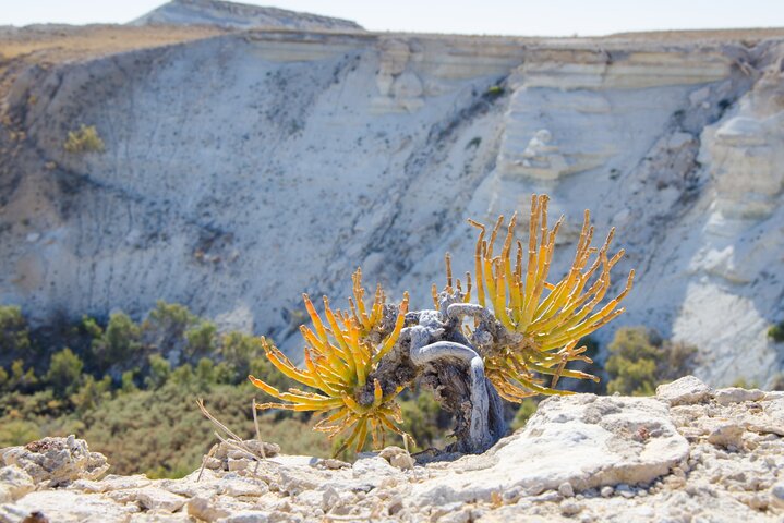 2 Day Aral Sea Eco Tour with Yurt Stay from Nukus