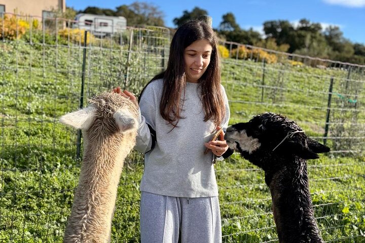 Alpaca Walking Adventure in Scenic Carmel Valley